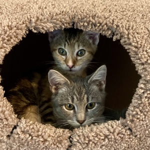 Fundraising Page: Lisa Bates